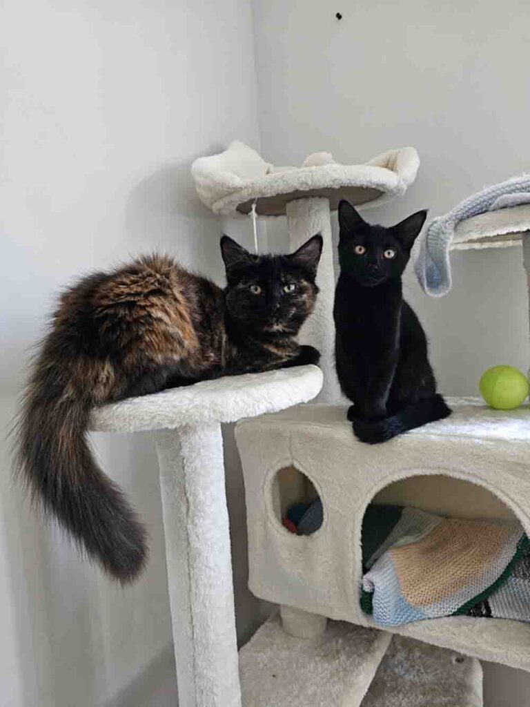 Only for Pets - Cat Care and Behavioral Guides