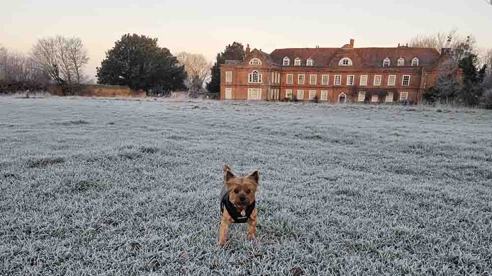 Only For Pets - Which Ones Actually Work for Dog Training