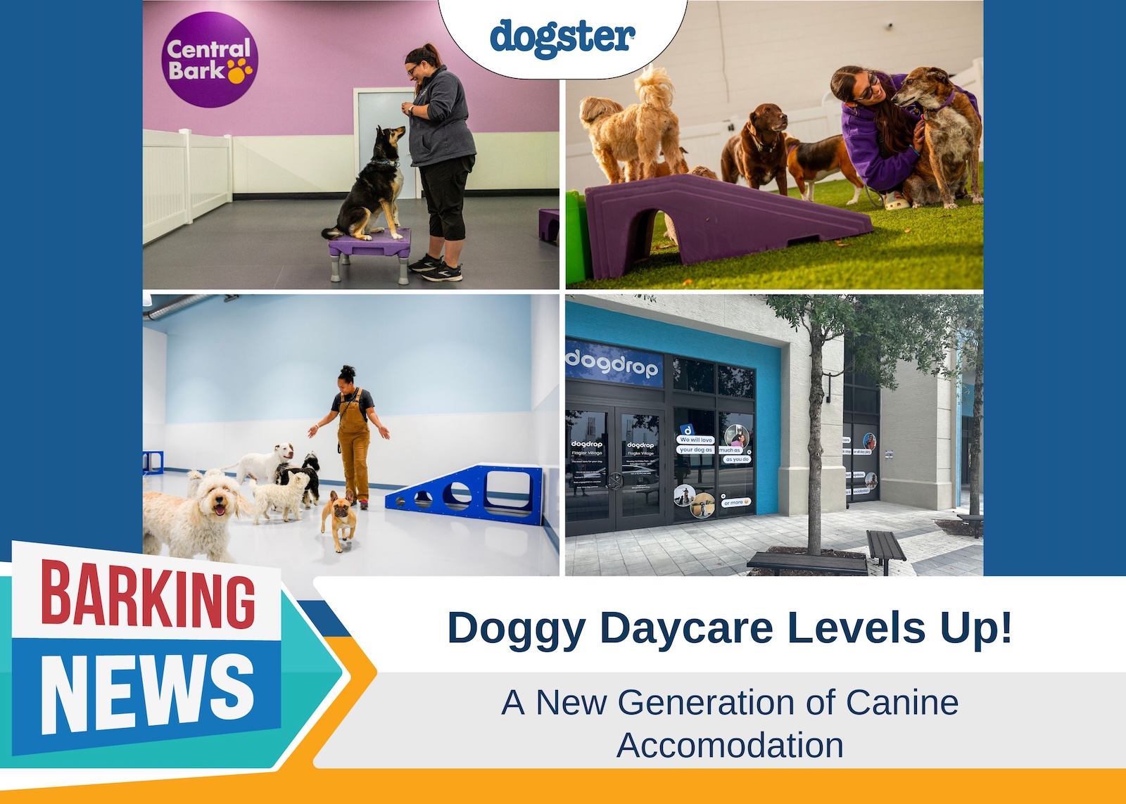 Luxury Doggy Daycare: A New Era of Canine Care