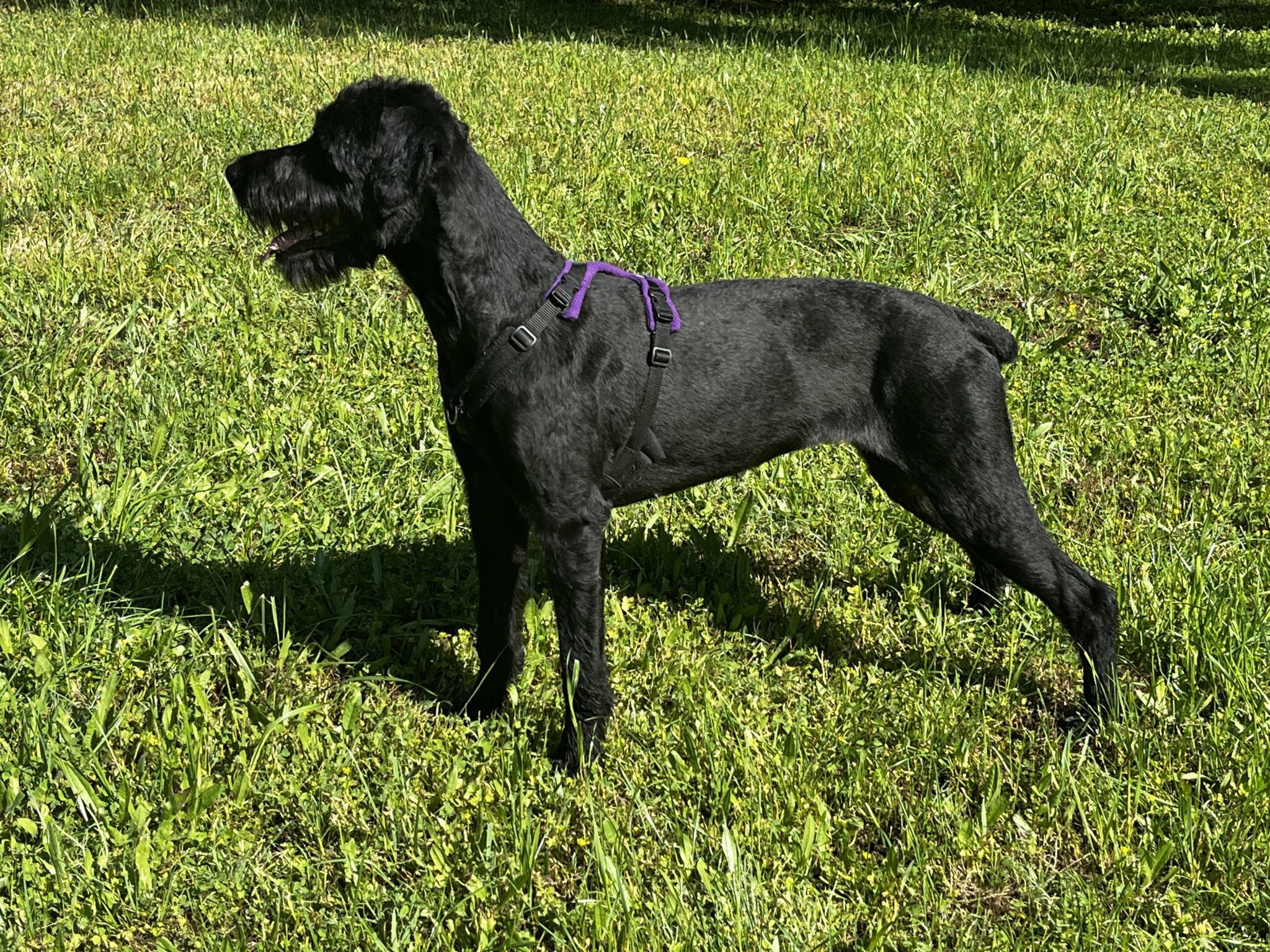 Dog Gear Obsession: From Horse Tack to the Perfect Harness