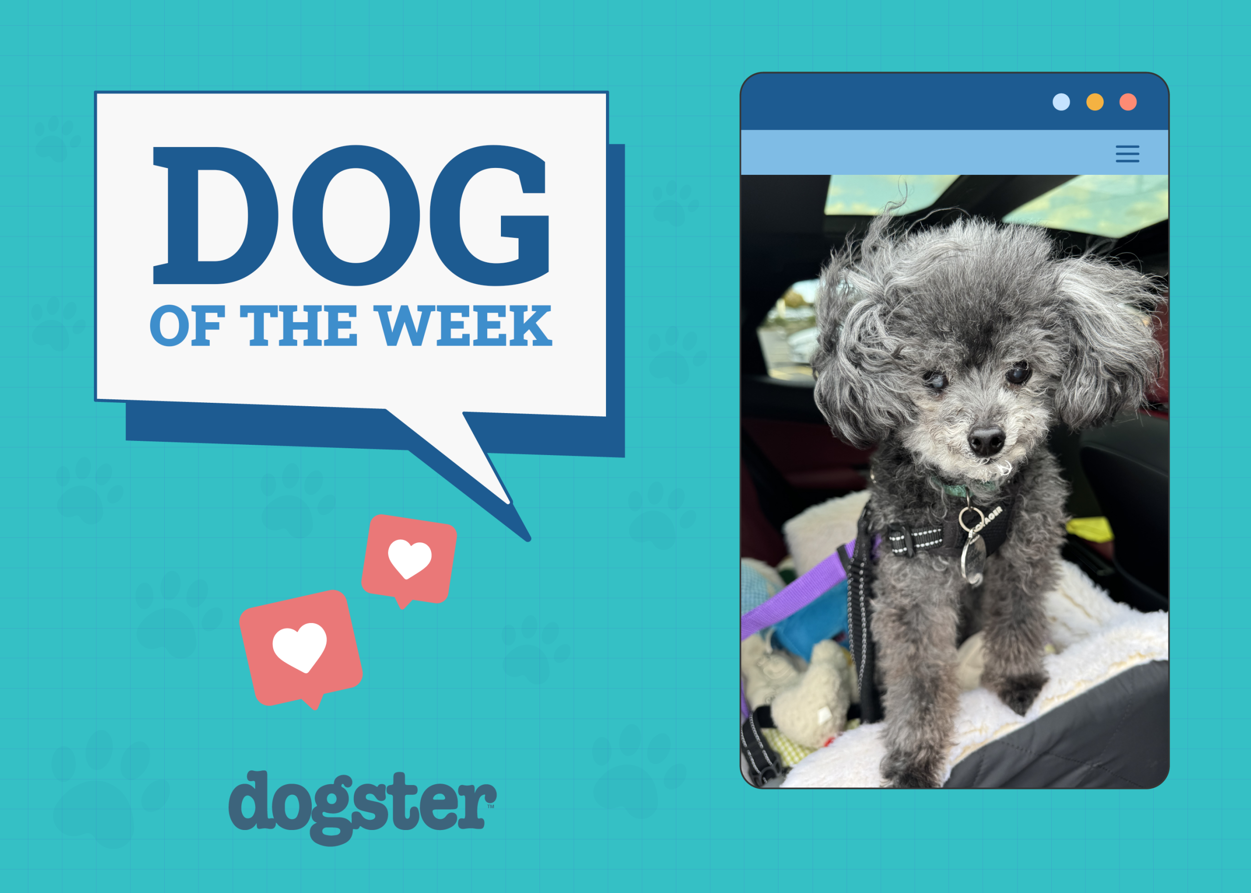 Dogster's Top Dogs: May 15, 2025 Winners!