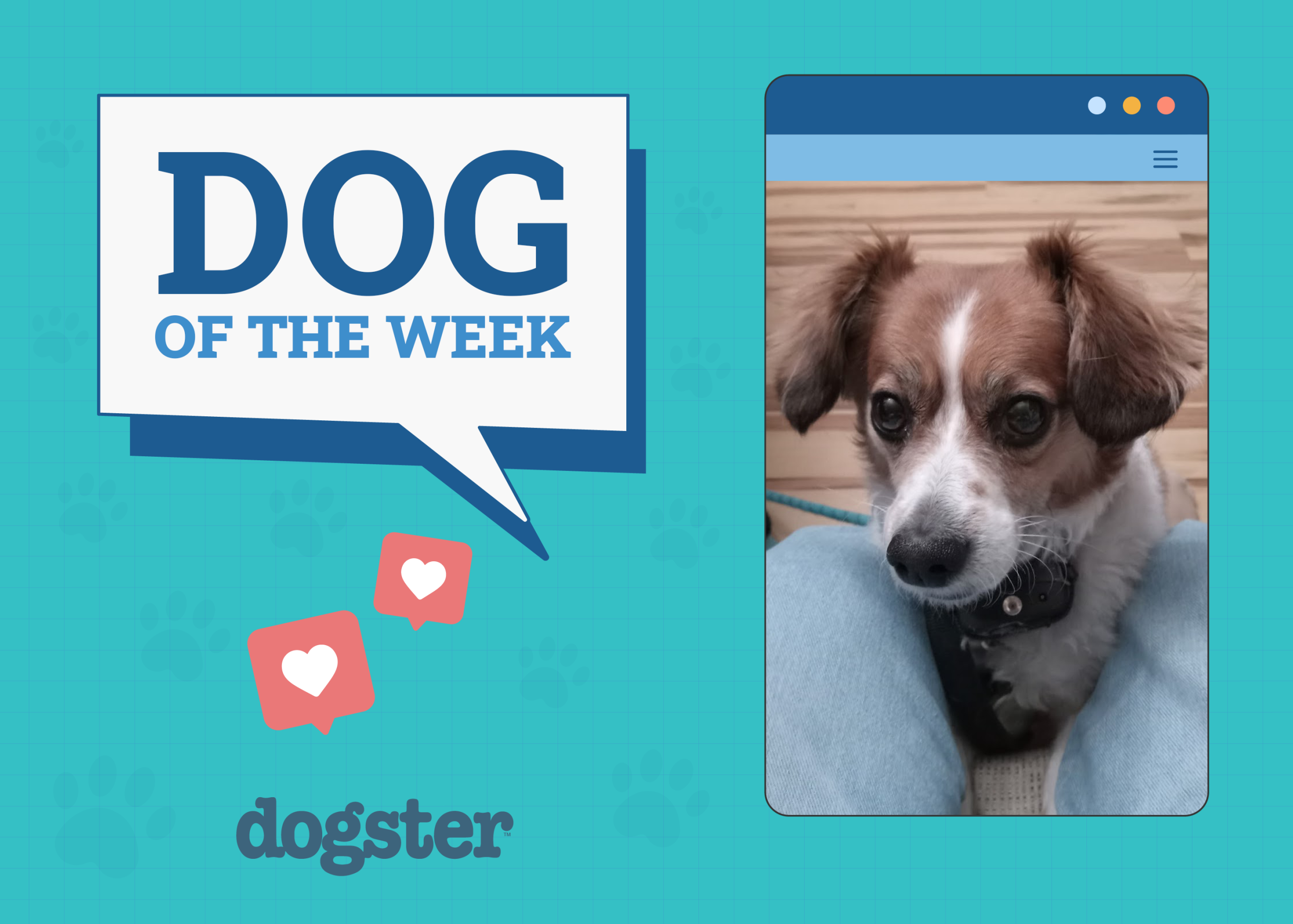Dogster's Top Dogs: May 8th Winners!