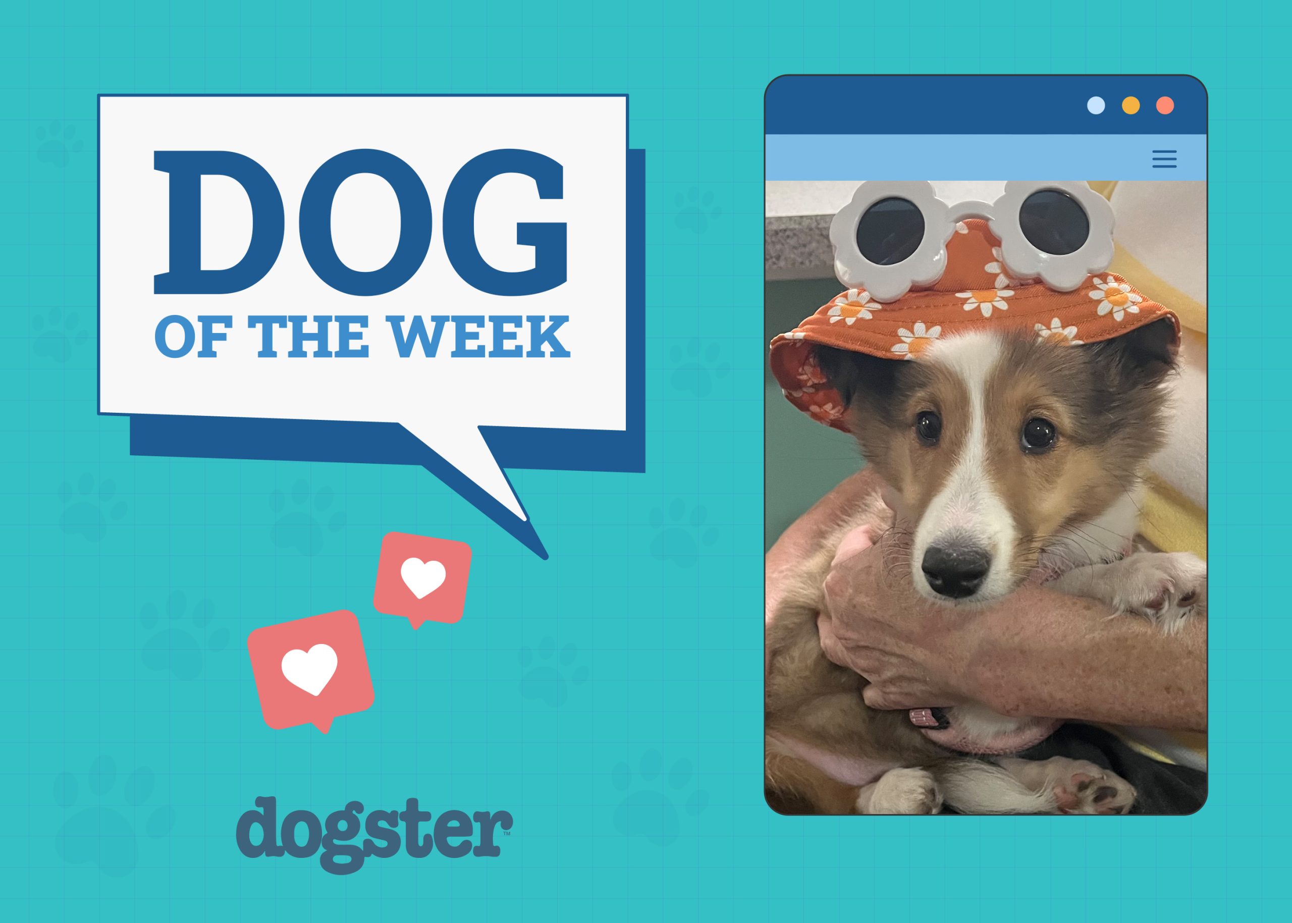 Dogster's May 1 Winners: Cutest, Silliest & More!