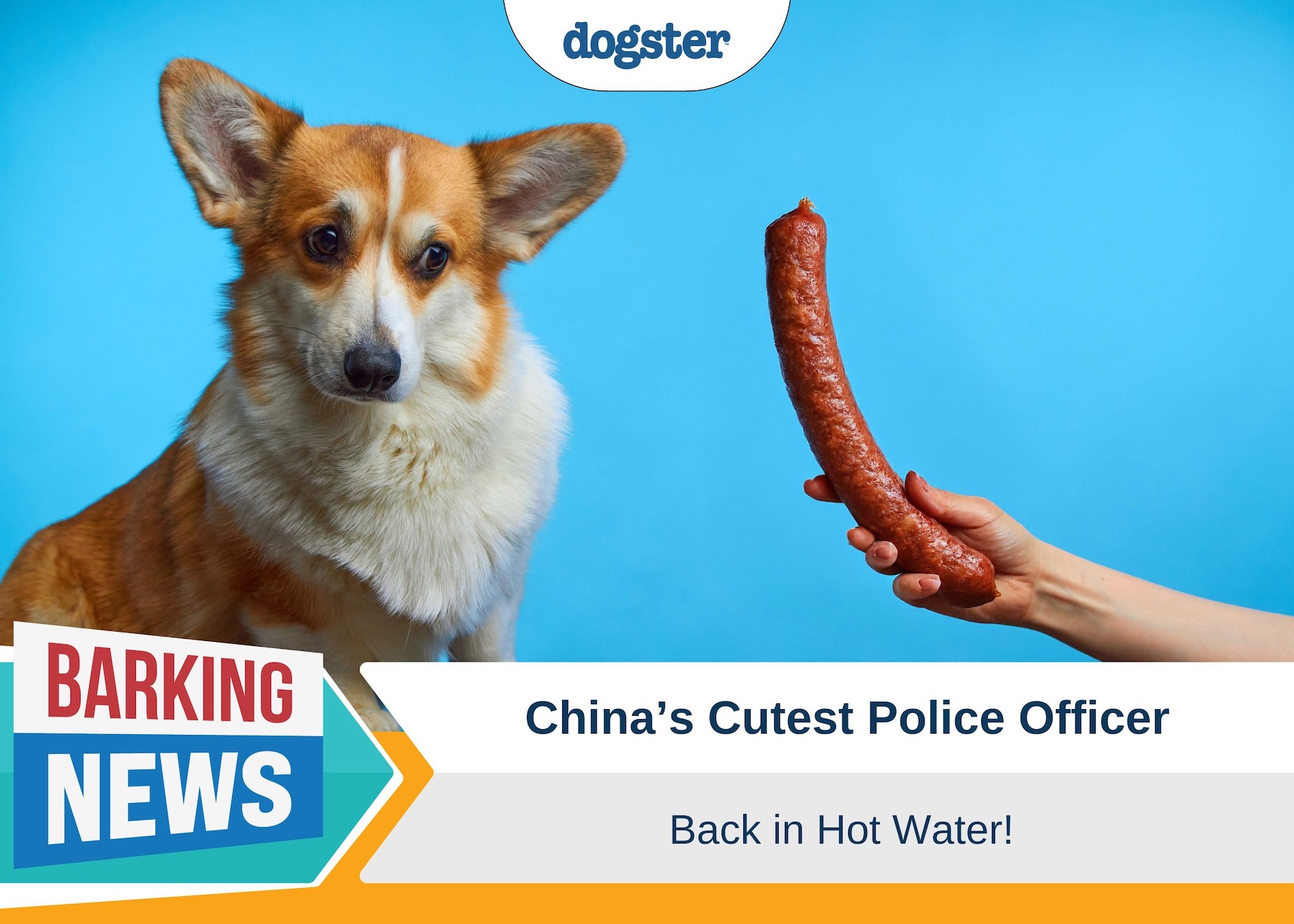 Corgi Cop Fuzai's Sausage Mishap: From Hero to Zero?