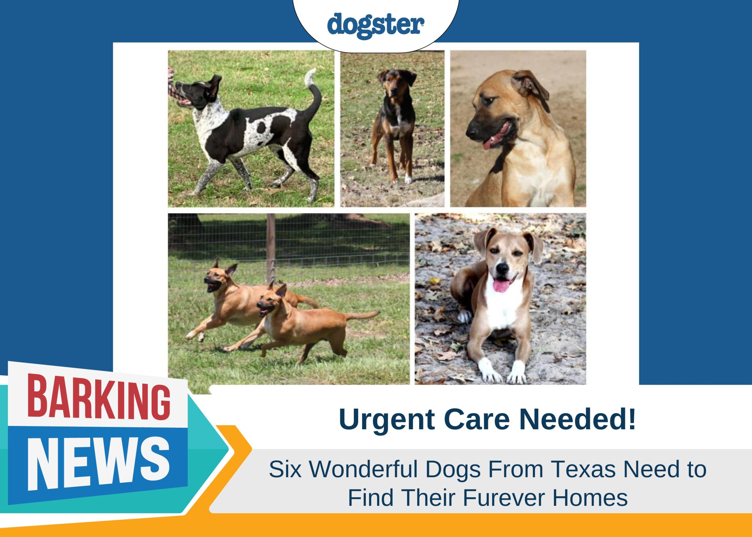 Texas Dogs Need Homes: Urgent Rescue Appeal