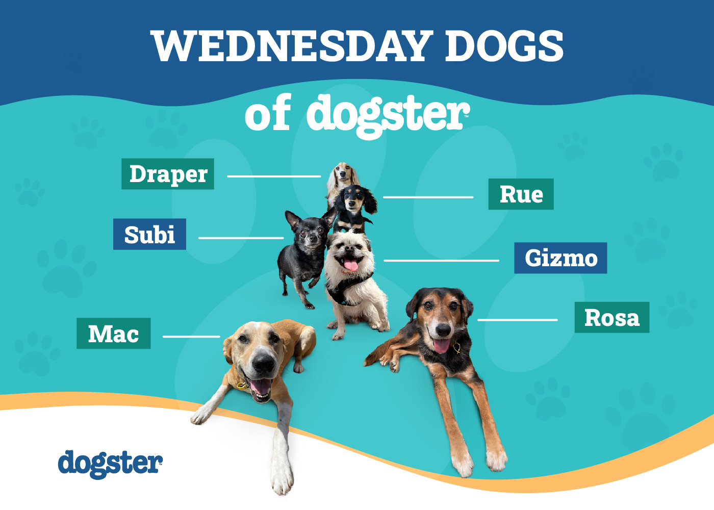 Dog Peeves: What Your Canine Companion Hates