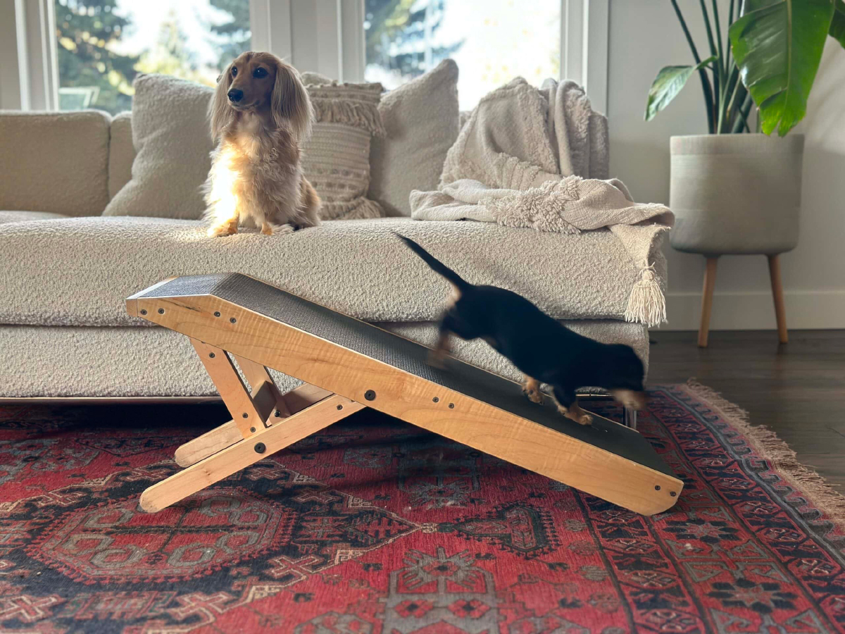 Dachshund-Friendly Homes: Safety Tips for Happy Weenies