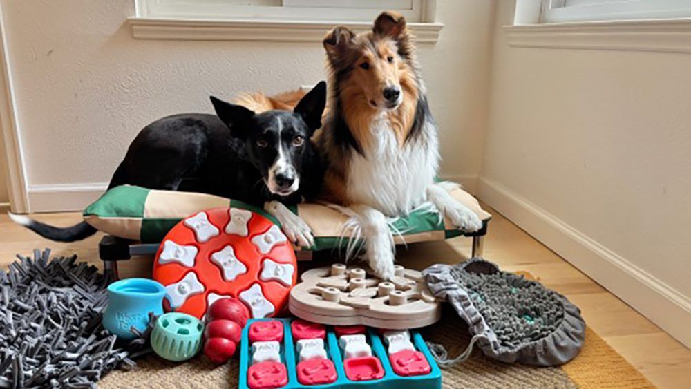 Dog Enrichment: 5 Fun Indoor Activities to Keep Your Pup Happy