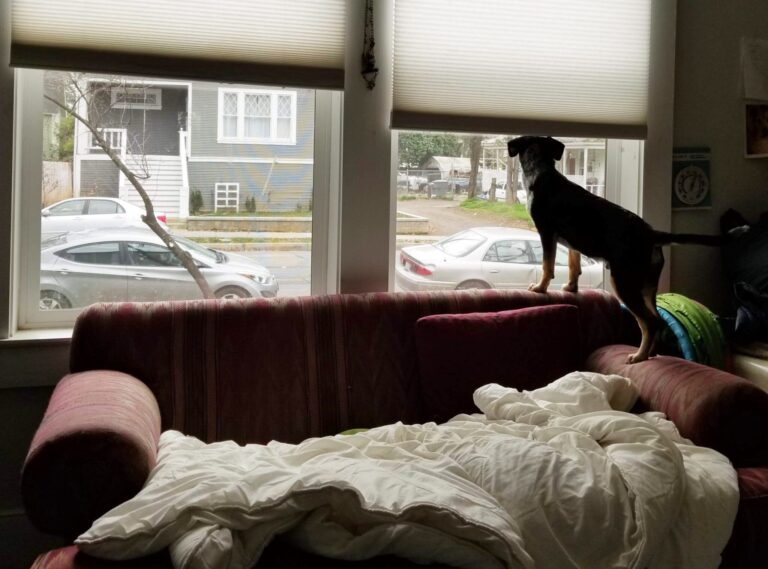 Is Your Dog Anxious or Just Missing Out? Understanding Separation Anxiety vs. FOMO