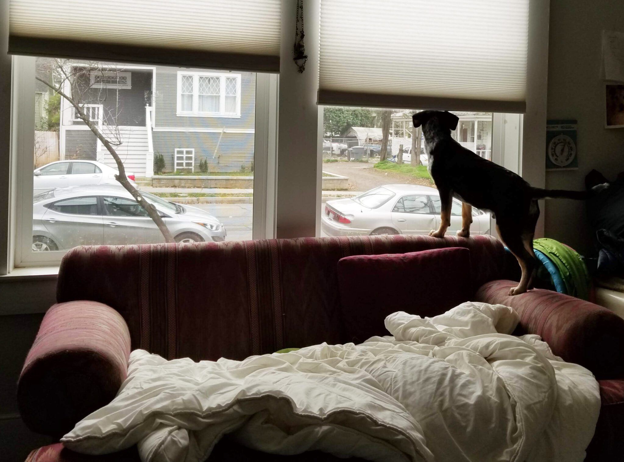 Is Your Dog Anxious or Just Missing Out? Understanding Separation Anxiety vs. FOMO