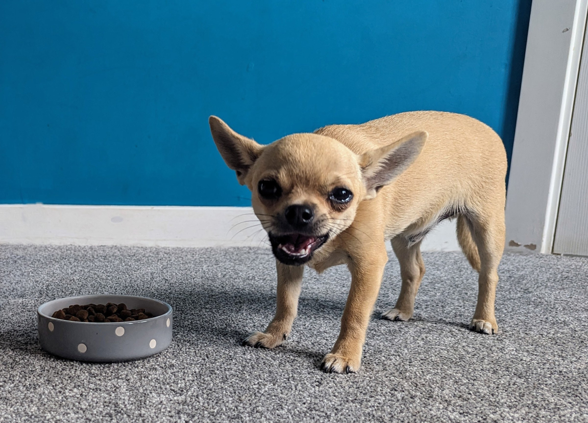 Fred's Food Fights: A Chihuahua's Mealtime Mayhem