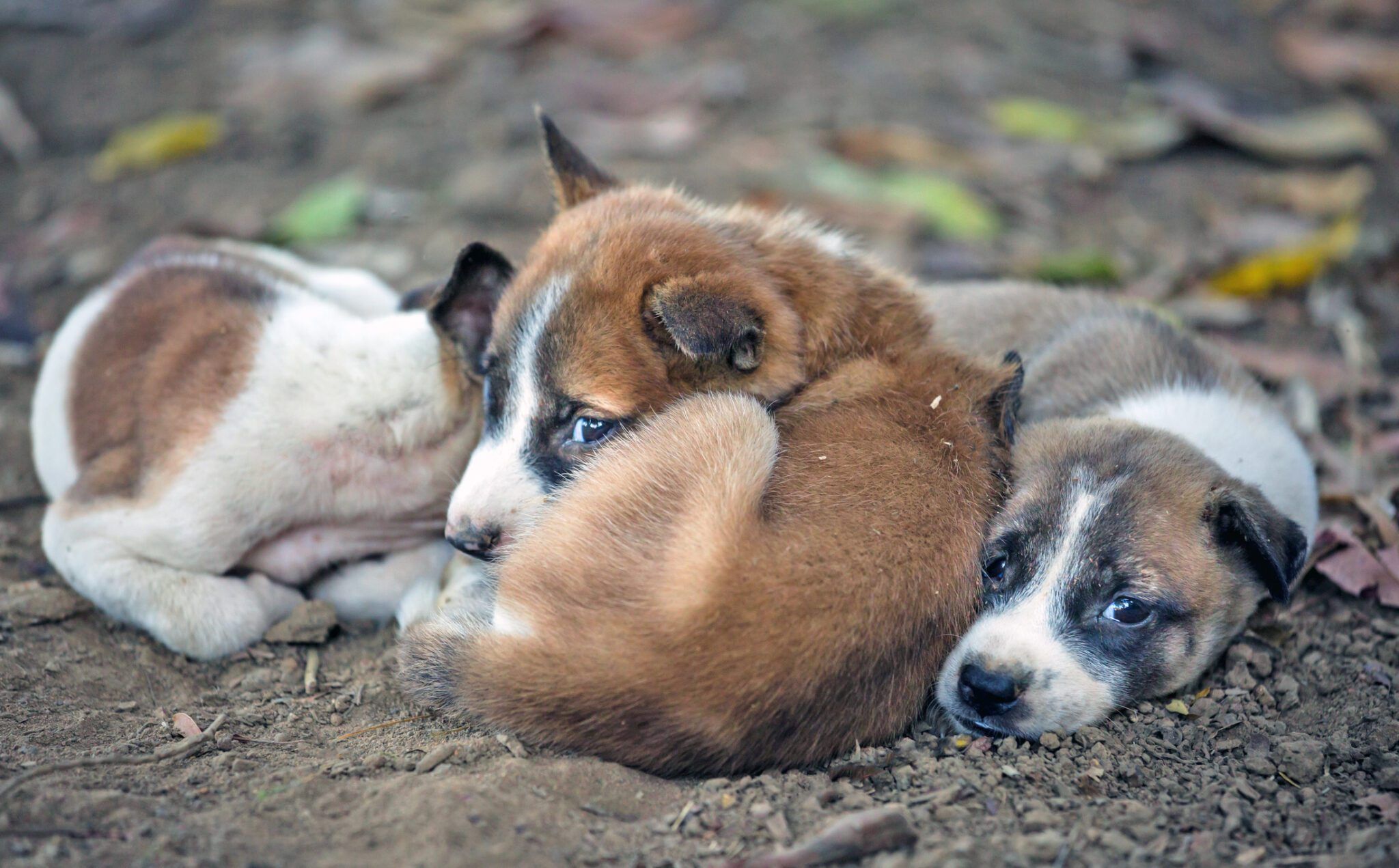 Dog Pregnancy Prevention: Options & Risks