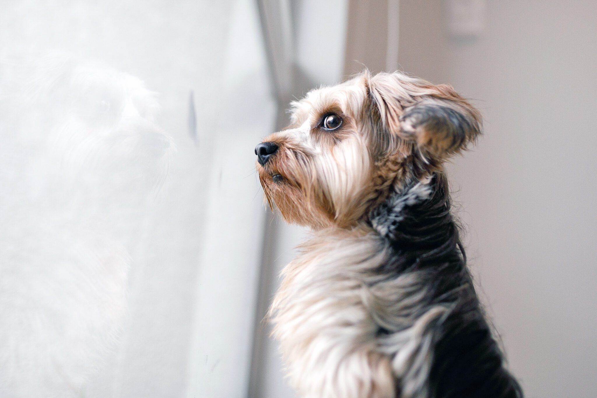 Dog Acting Weird? Medical or Behavioral? Find Out Now!