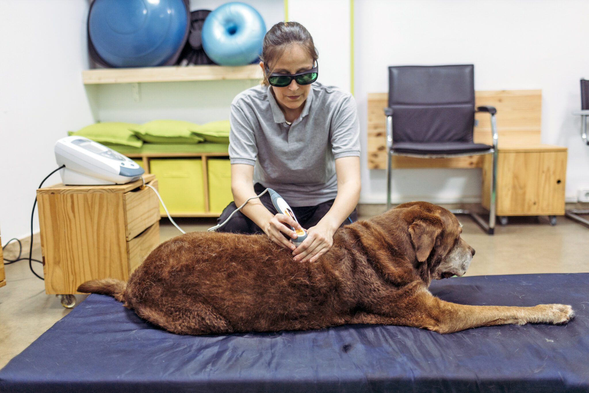 Laser Therapy for Dogs: Benefits, Risks & How It Works