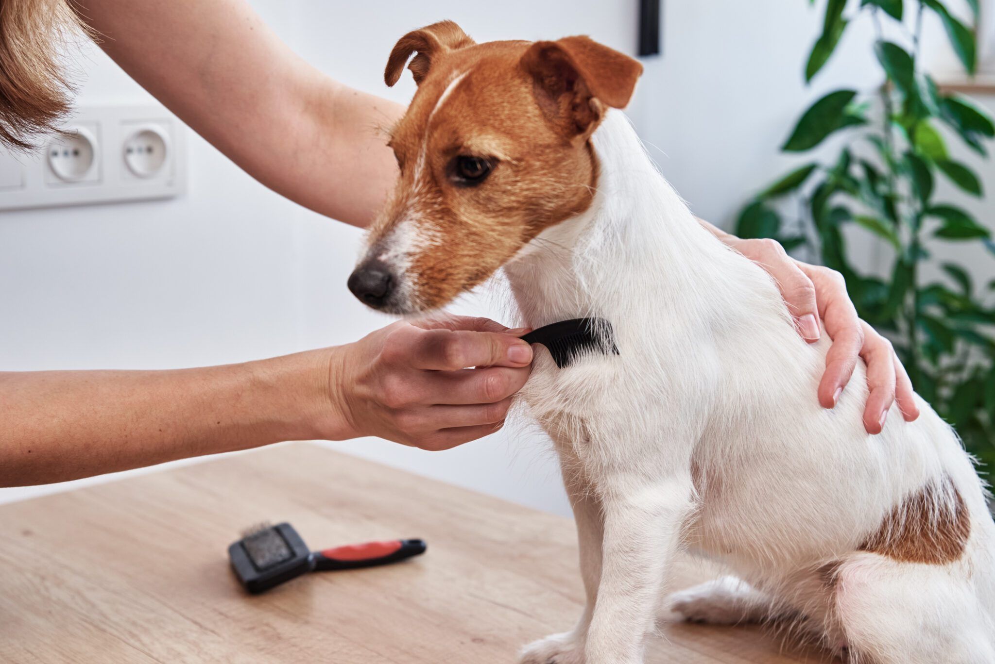 Dog Dry Skin: Remedies & When to See a Vet