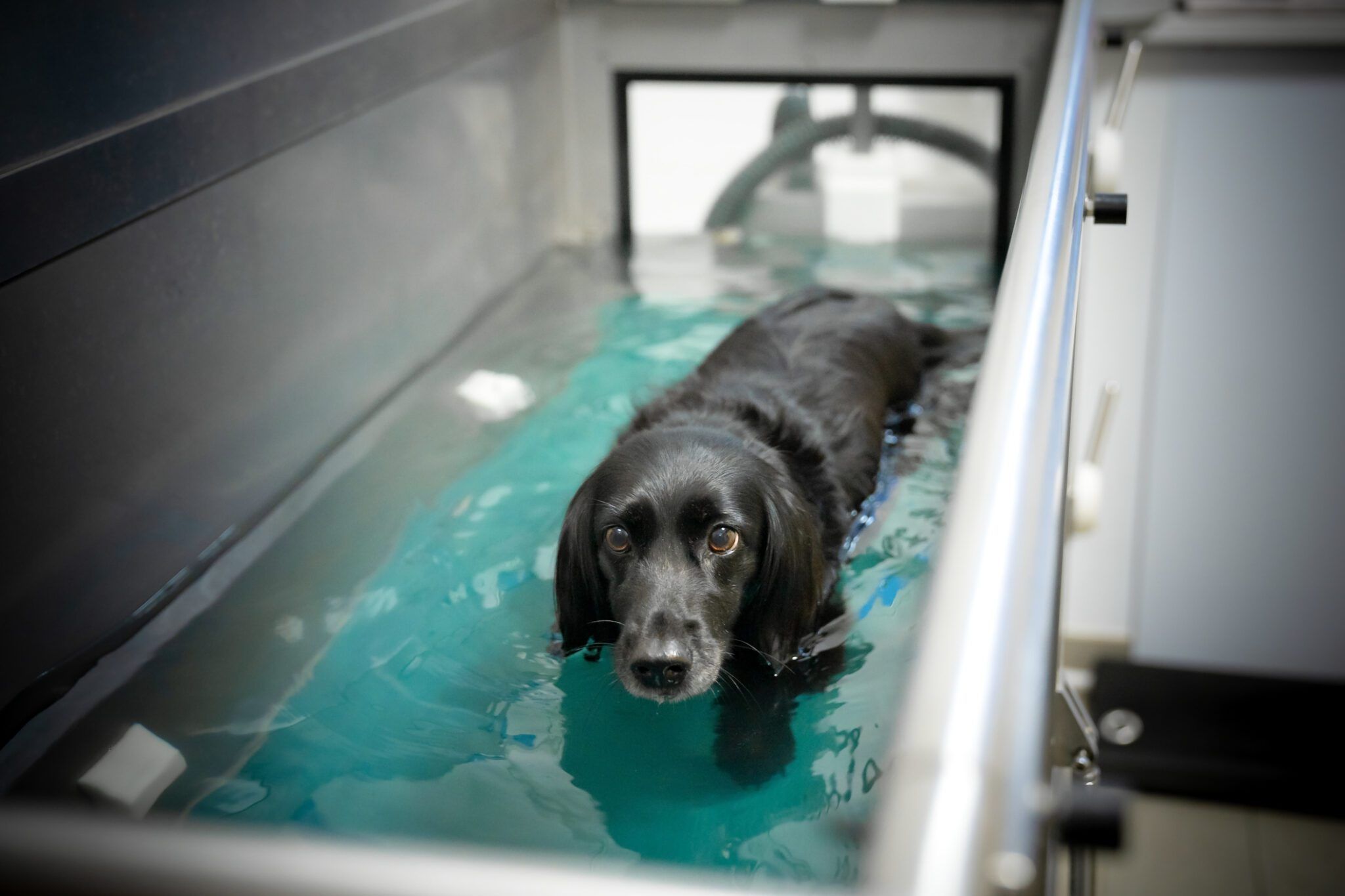 Dog Hydrotherapy: Benefits, Types & Safety
