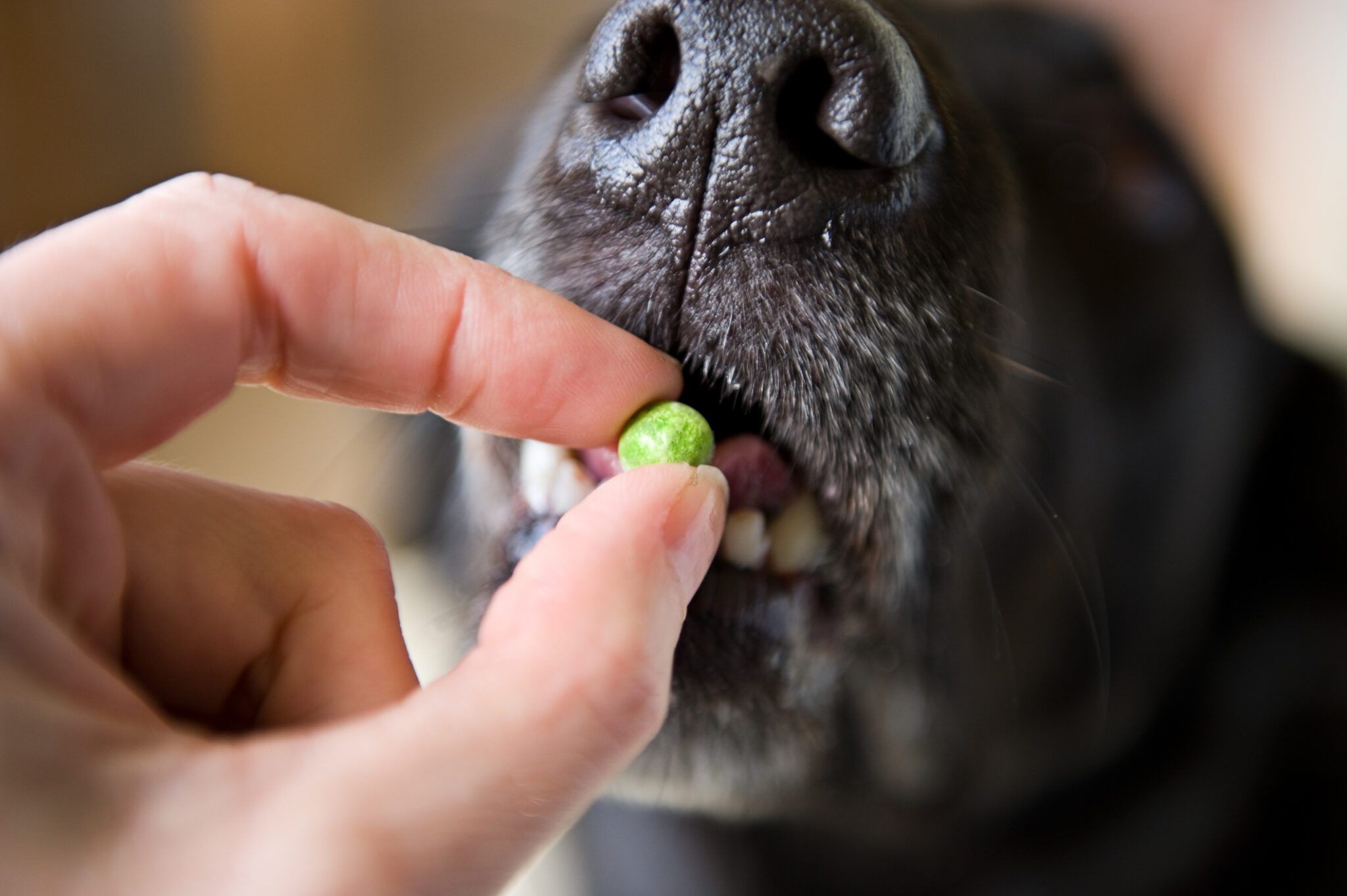 Peas in Dog Food: Benefits, Risks & What Vets Say