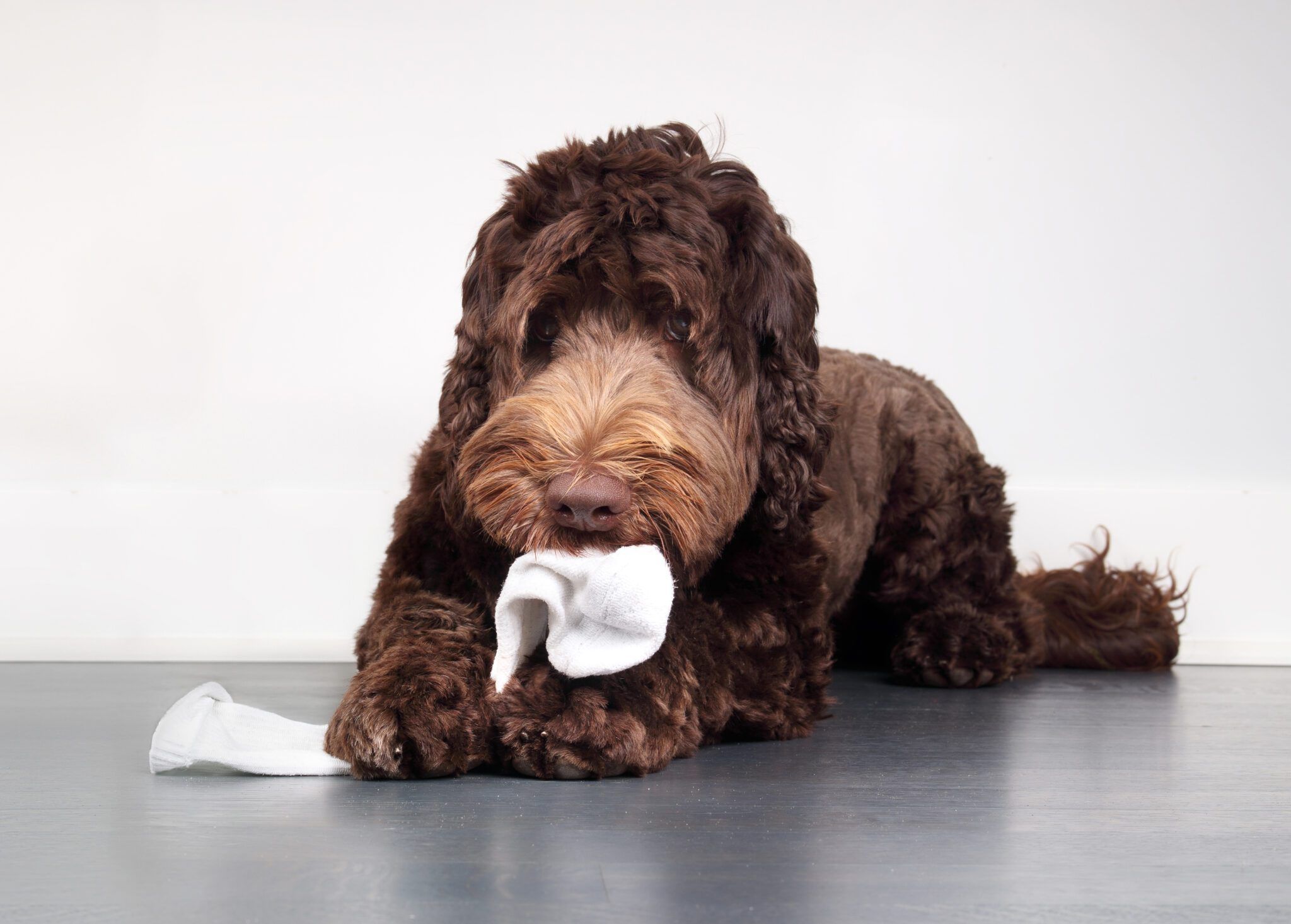 Dog Ate Something? Emergency Guide & Vet Tips