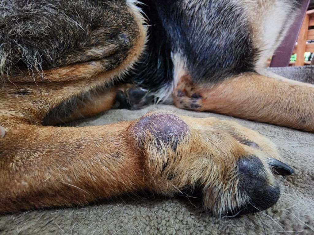 Dog Skin Cancer: Early Detection Saves Lives
