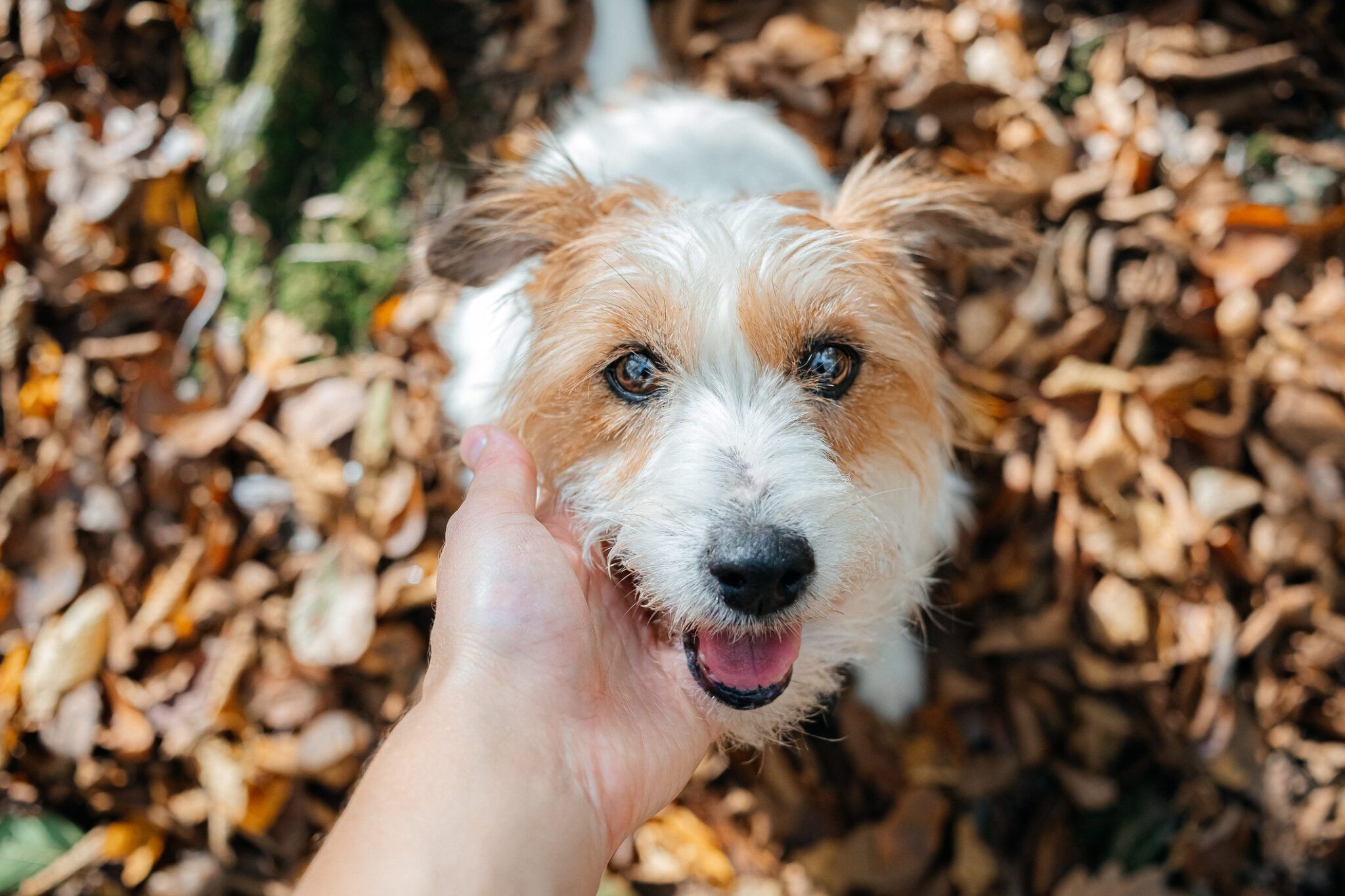 Decoding Dog Blinks: Communication and Calming