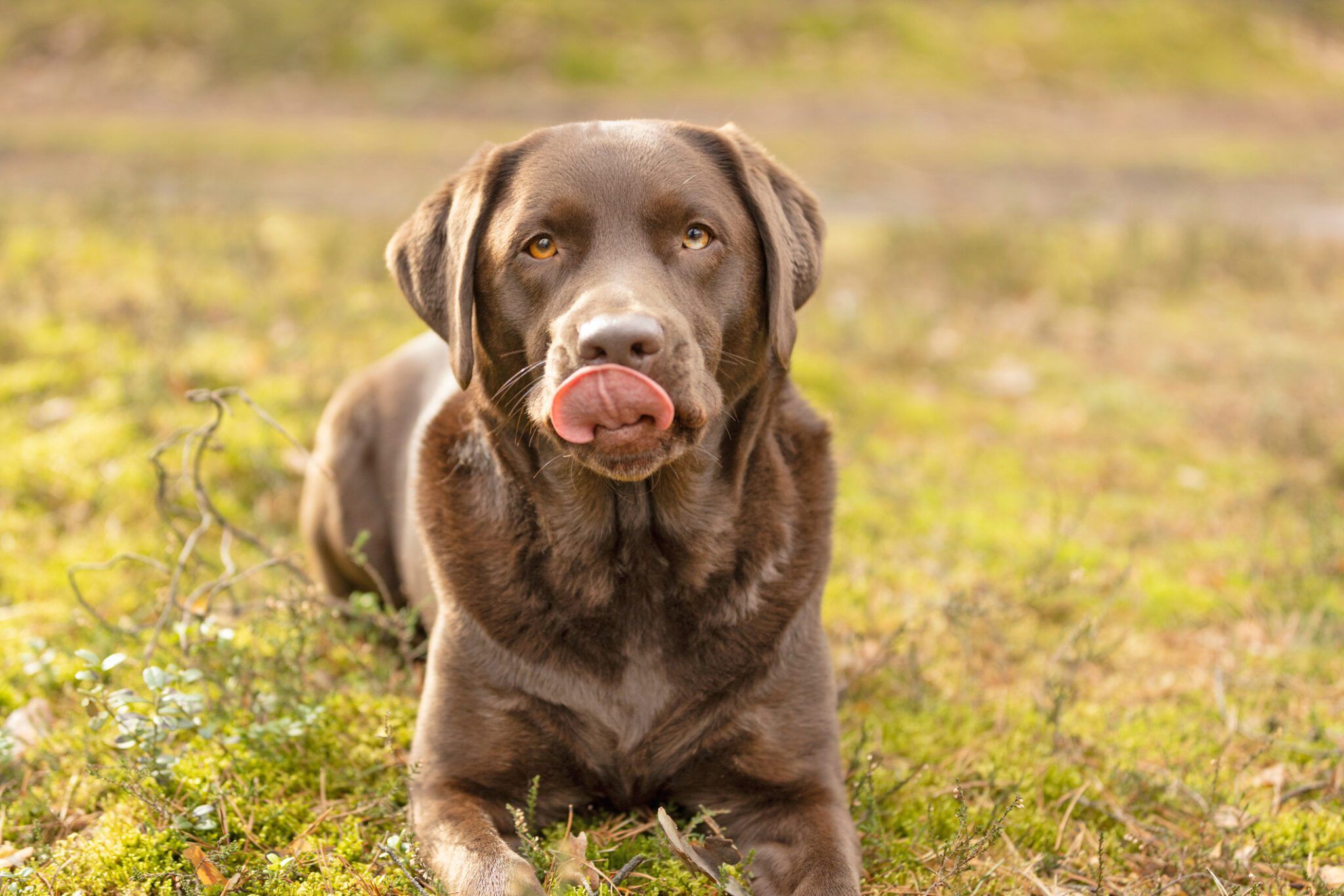 Dry, Cracked Dog Nose: Causes & Natural Remedies