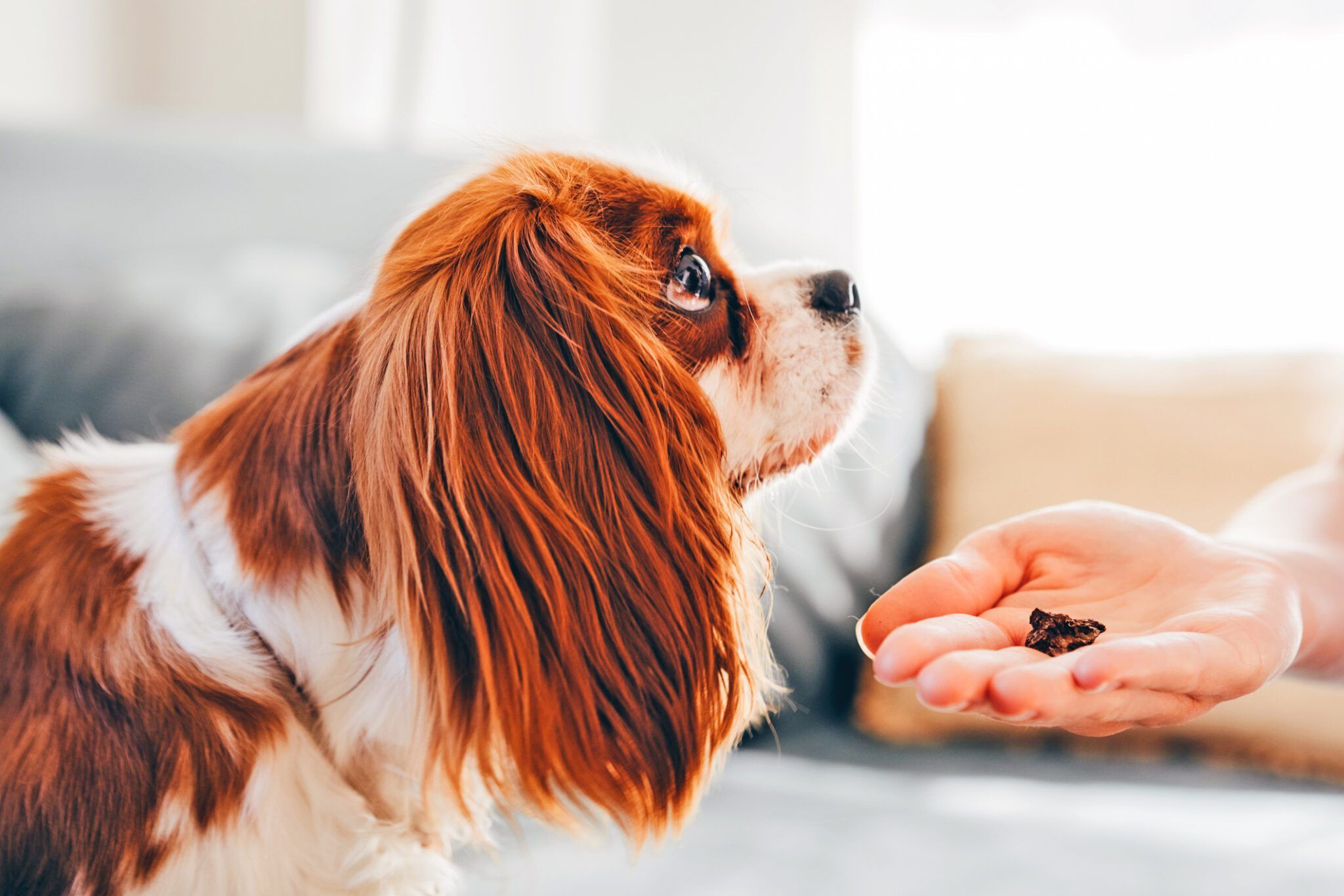 Best Healthy Dog Treats: A Guide to Nutritional Choices