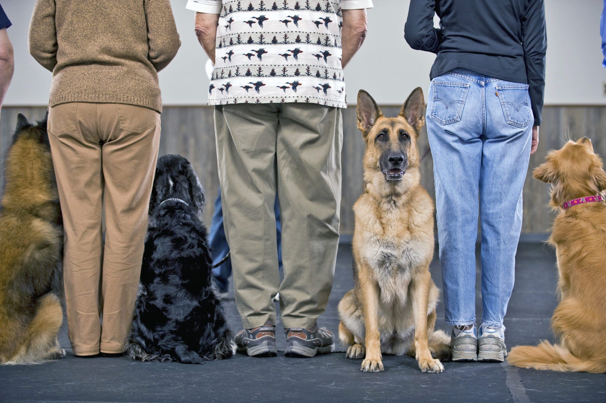 Dog Training Cost Guide: Prices & How to Find a Trainer