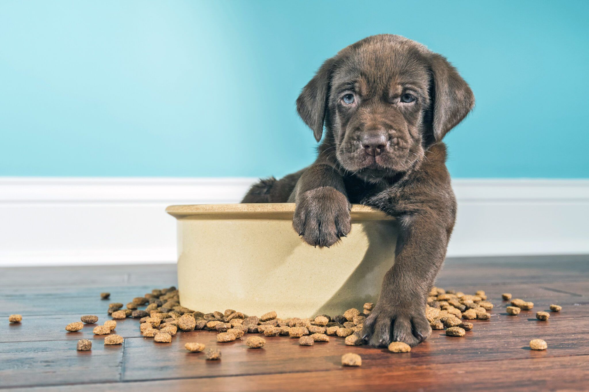 Best Meat for Dogs: Raw vs. Cooked, Types & Risks