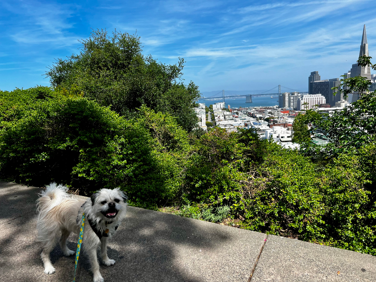 Gizmo's San Francisco Dog Tour: A Pup's-Eye View