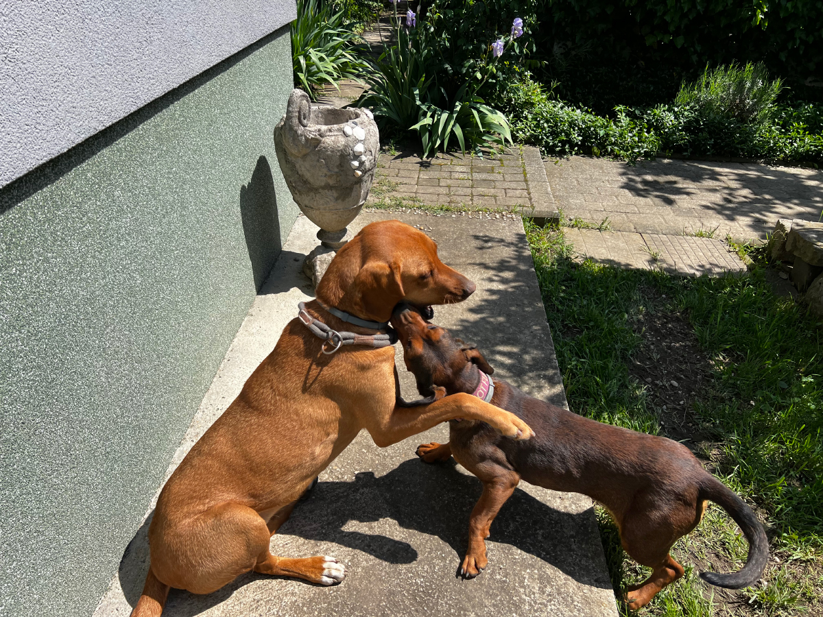 Dog-Friendly Home & Life Hacks: Dating, Travel & More