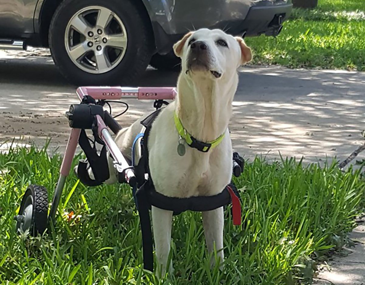 Helping Disabled Dogs: A Guide to Care and Support