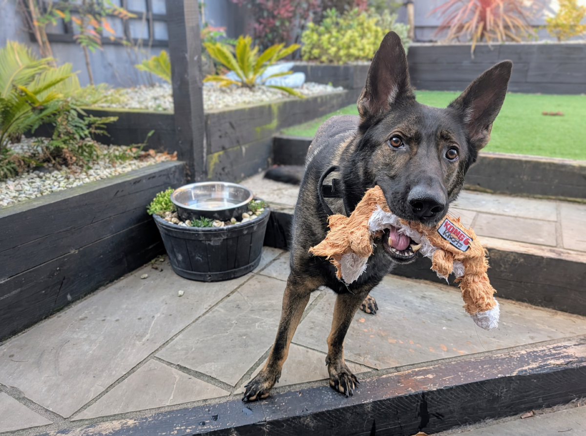 Kodah's Soggy Toys: A Tale of Canine Bullying