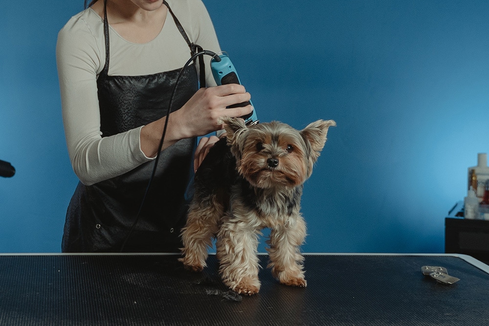 Dog Grooming: How Your Pup Feels & Tips for a Smooth Session