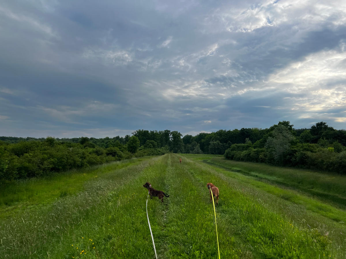 Walking Three Dogs: Chaos, Tangles, and Laughter