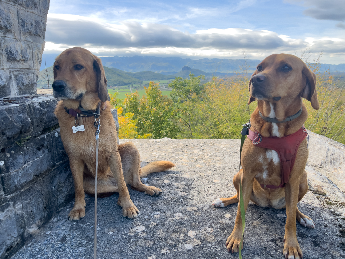 Dating with Dogs: Hilarious Mishaps & Second Date Success?