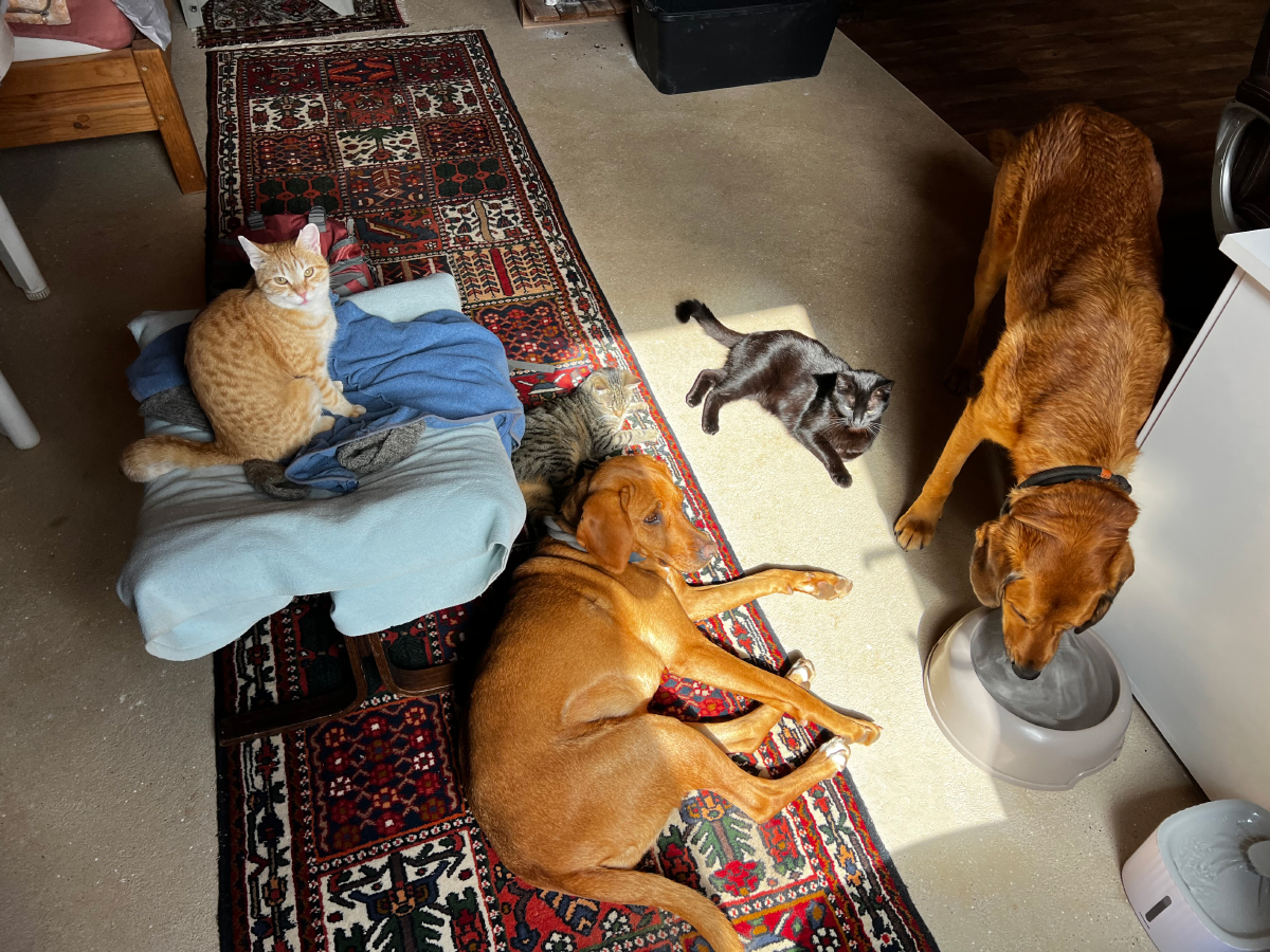 Dogs & Cats: Can They Live Together Harmoniously?
