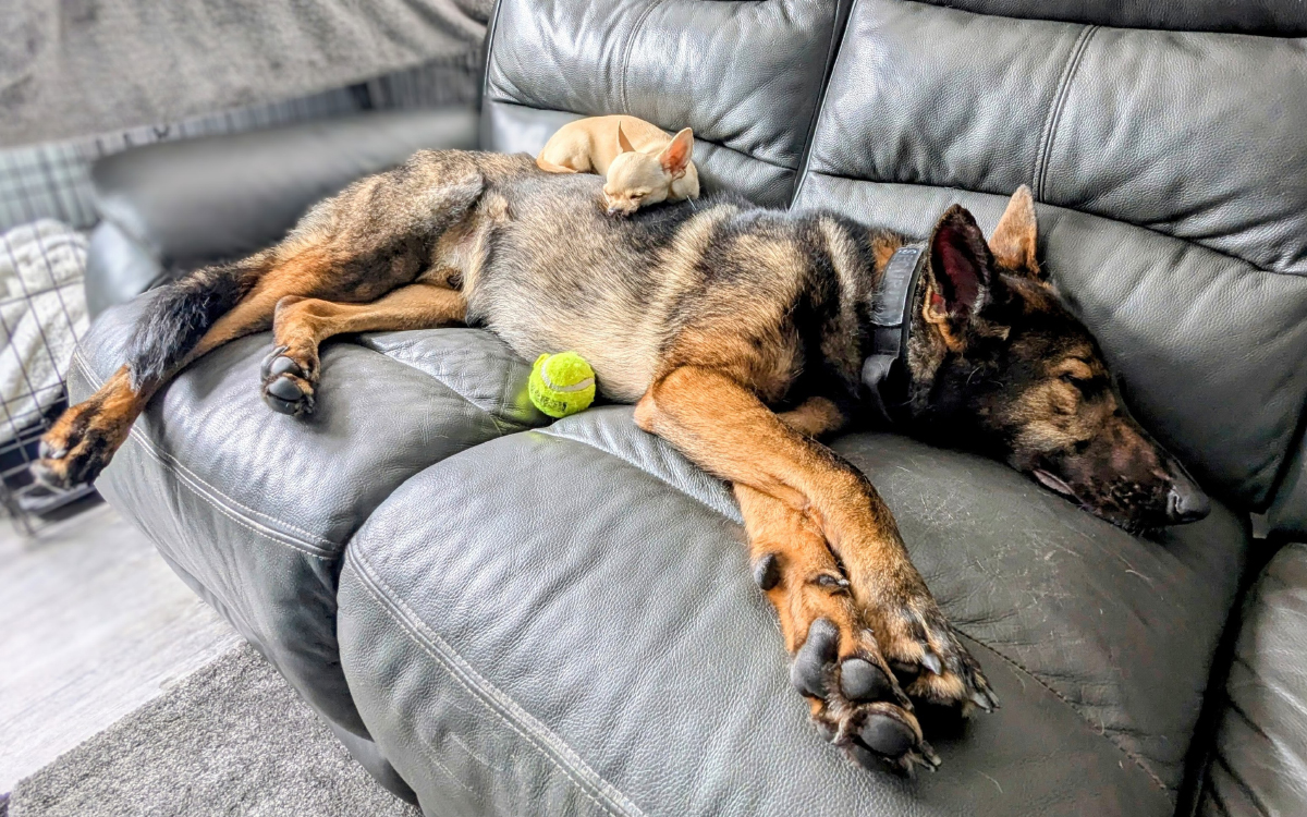 Why Do Male Dogs Lift Their Legs? A Vet Explains