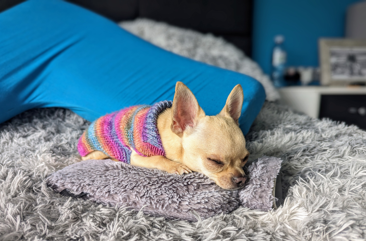 Chihuahua Ned's Hot Water Bottle Obsession