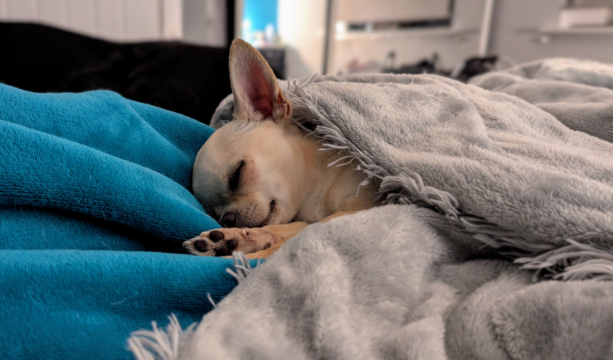 Chihuahua Sleep Habits: Naptime vs. Bedtime
