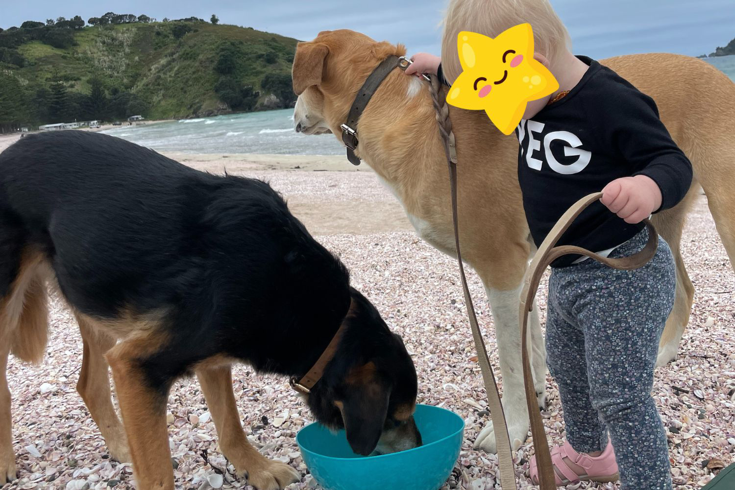 Toddlers & Dogs: A heartwarming tale of friendship