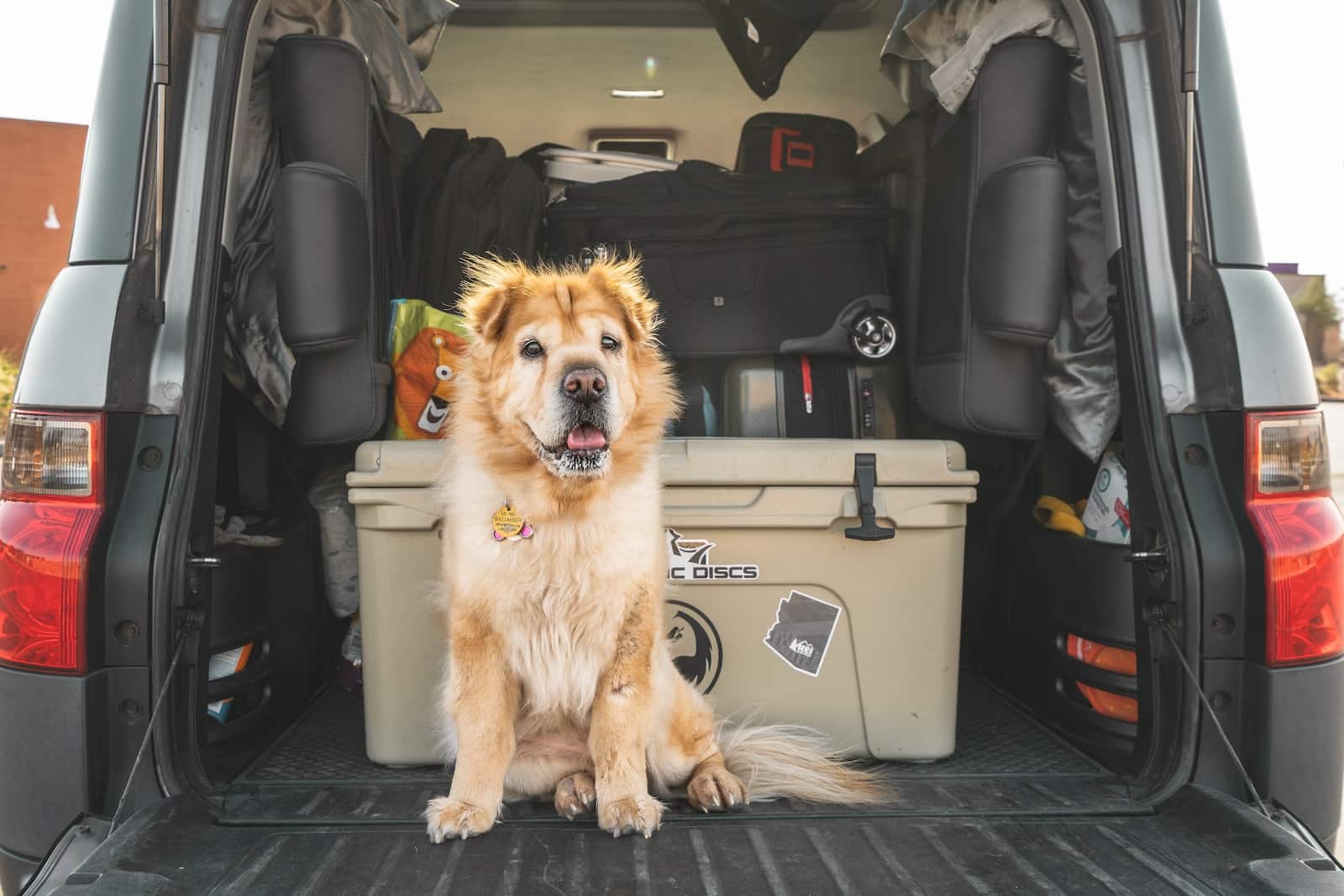 Dog Road Trip Essentials: 15 Vet-Approved Must-Haves