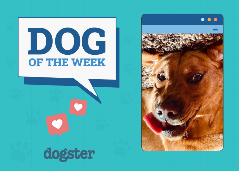 Dogster's Top Dogs: May 22nd Winners!