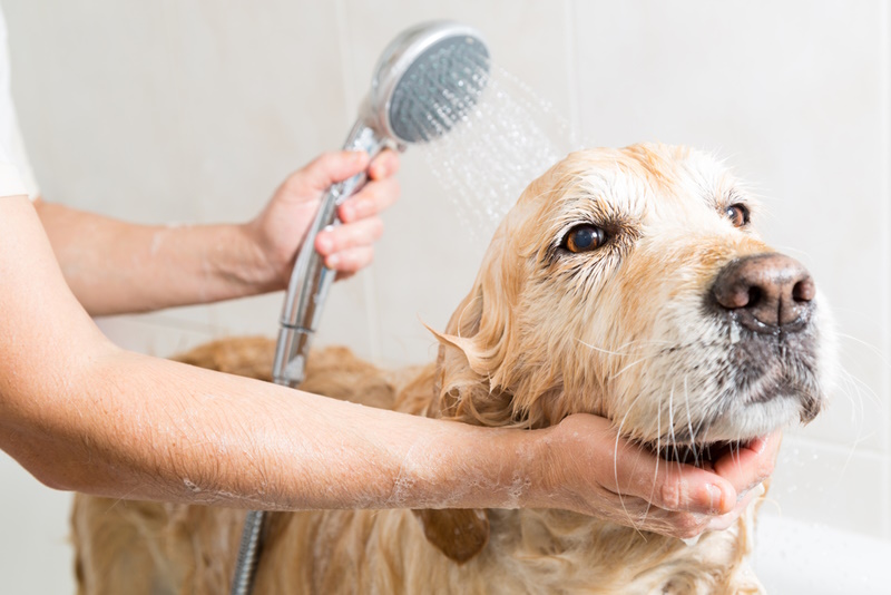 Dog Bath Guide: A Vet-Approved How-To