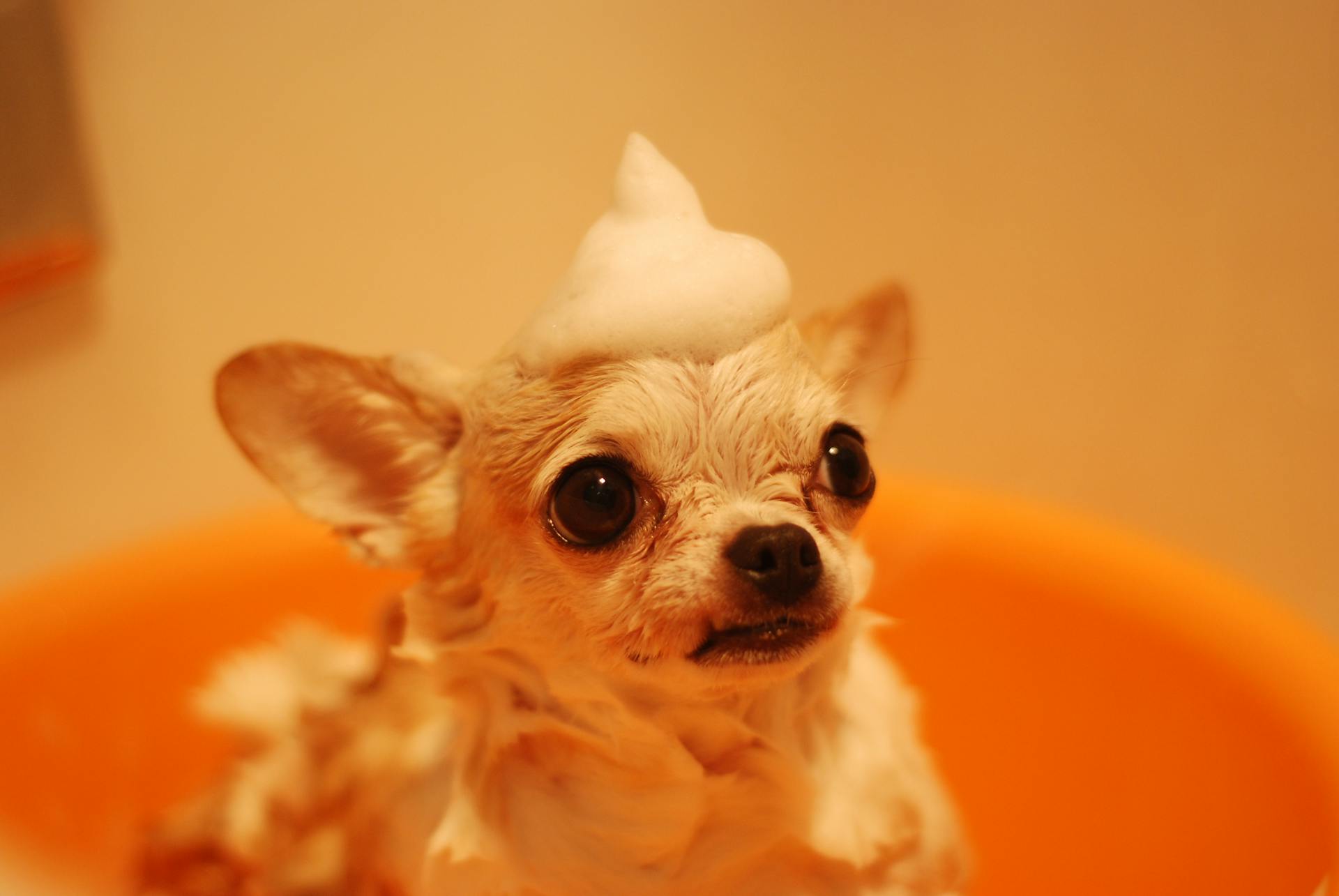Top Dog Grooming Mistakes & How to Avoid Them