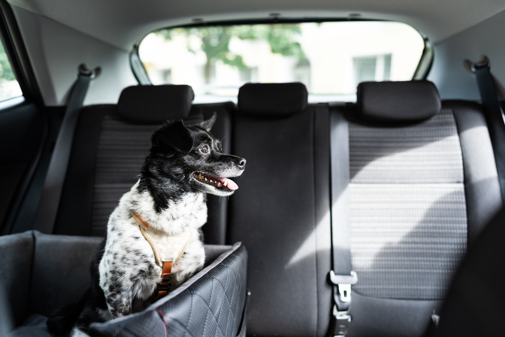 Road Trip Ready: 12 Vet Tips for Traveling with Your Dog