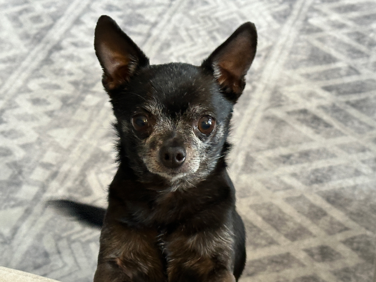 Subi the Snack-Sentinel: A Chihuahua's Food Frenzy