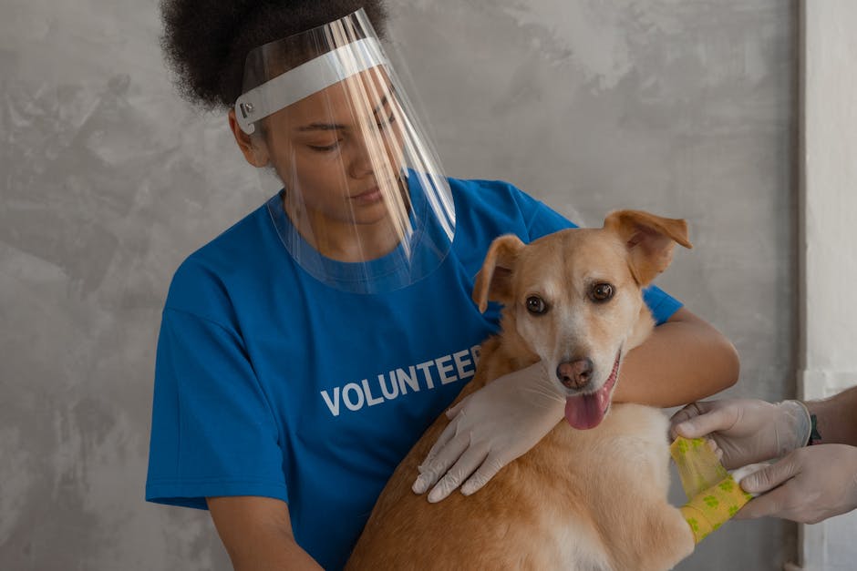 2025 Hero Dog Awards: Nominate Your Canine Hero Today!