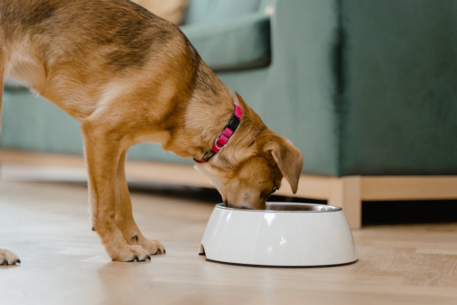 Best Dog Food: A Nutrition Guide for Happy Pets