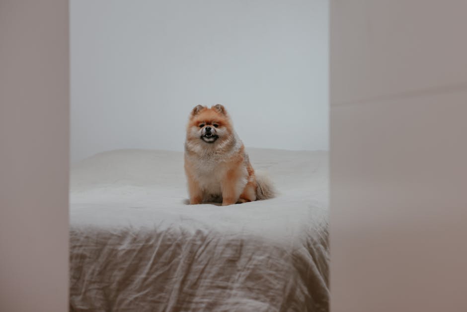 Dog Bed Cleaning: How Often & How to Do It Right