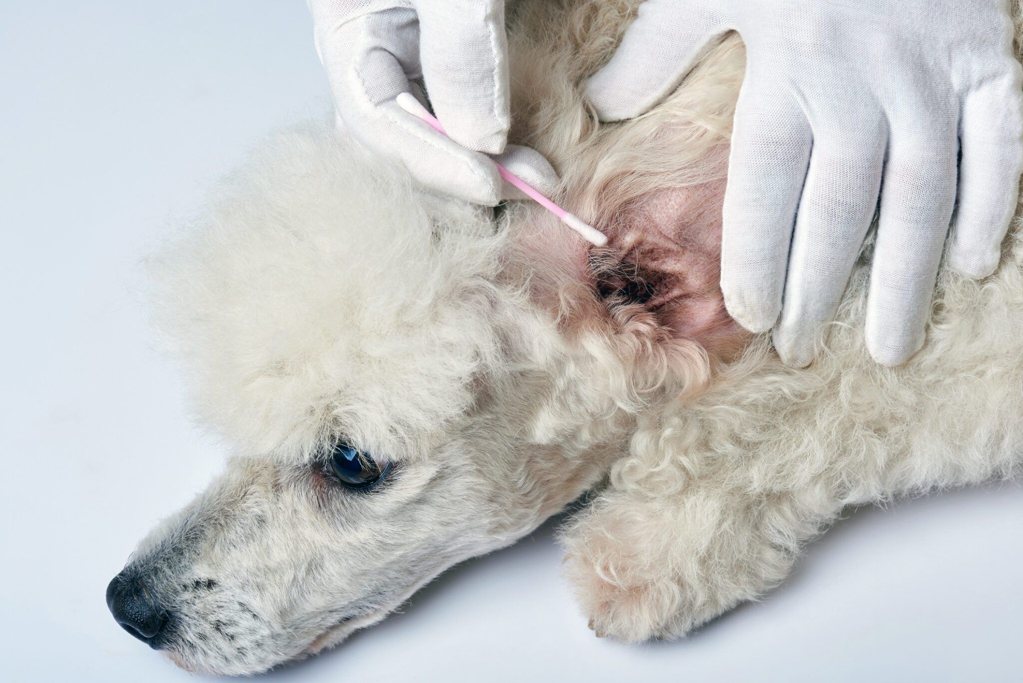 Dog Food Allergies & Yeast Infections: A Nutritional Guide